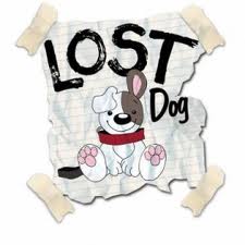 lost dog