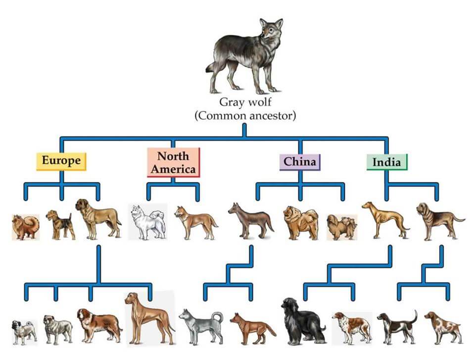 DOMESTICATION OF DOGS