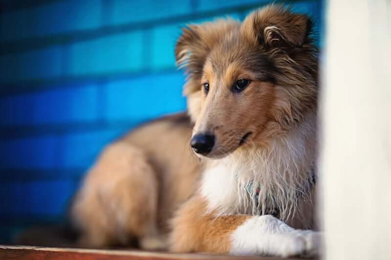 MOST AGGRESSIVE DOG BREEDS