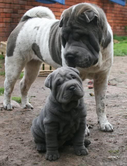 MOST AGGRESSIVE DOG BREEDS