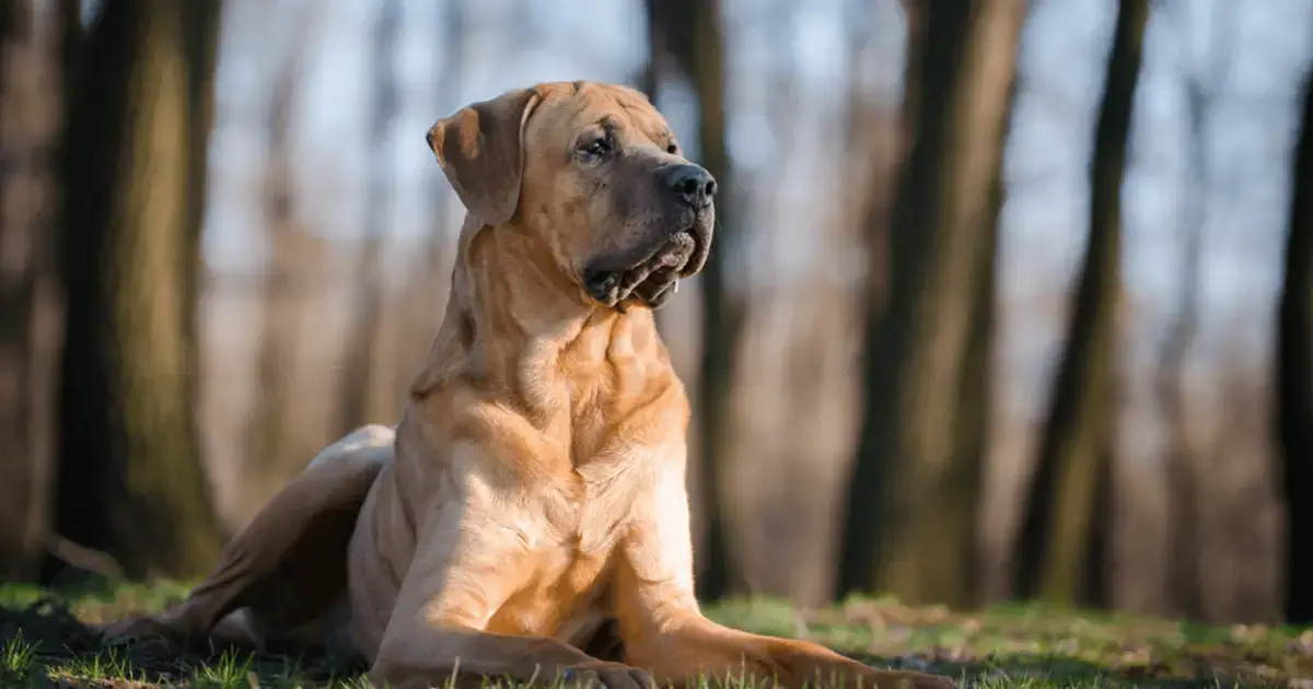 MOST AGGRESSIVE DOG BREEDS