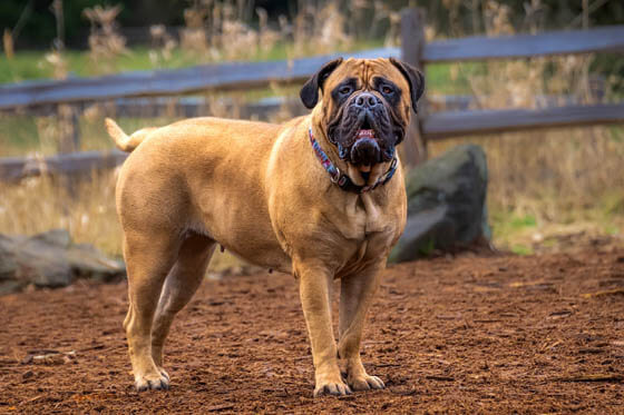 MOST AGGRESSIVE DOG BREEDS