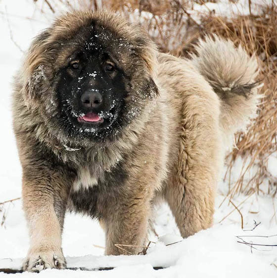 Strongest Dog Breeds