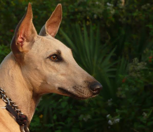 MODERN EXTINCT DOG BREEDS