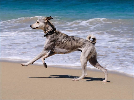 MODERN EXTINCT DOG BREEDS