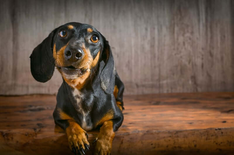 MOST AGGRESSIVE DOG BREEDS