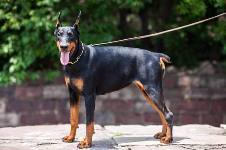 Strongest Dog Breeds