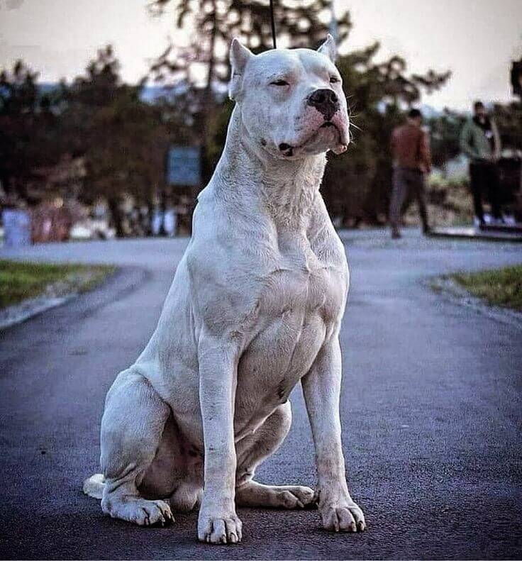 Strongest Dog Breeds