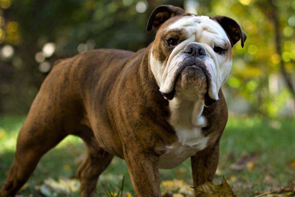 Strongest Dog Breeds