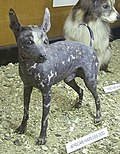 EXTINCT DOG BREEDS