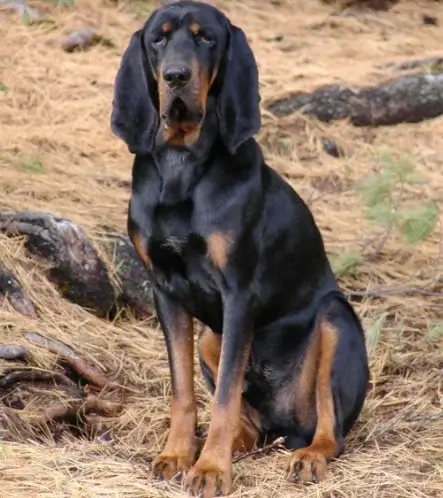 EXTINCT DOG BREEDS