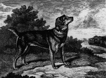EXTINCT DOG BREEDS