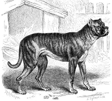 EXTINCT DOG BREEDS