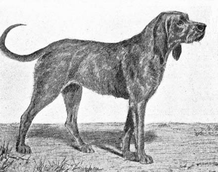 EXTINCT DOG BREEDS
