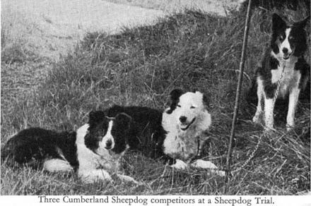EXTINCT DOG BREEDS