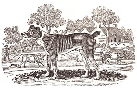 EXTINCT DOG BREEDS