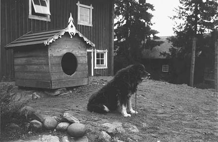 EXTINCT DOG BREEDS