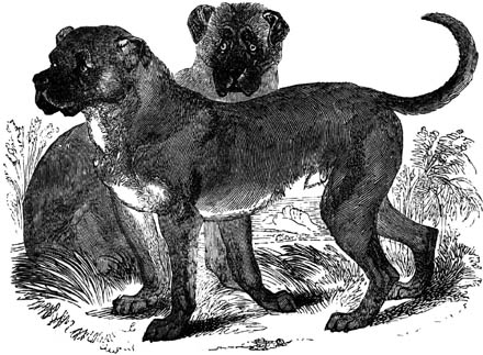 EXTINCT DOG BREEDS