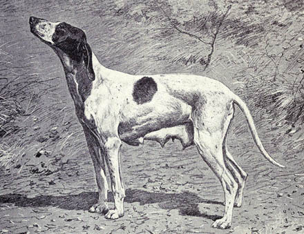 EXTINCT DOG BREEDS