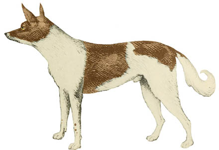 EXTINCT DOG BREEDS