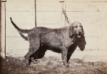 EXTINCT DOG BREEDS