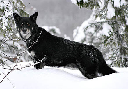 EXTINCT DOG BREEDS