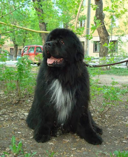 EXTINCT DOG BREEDS