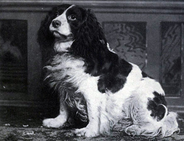 EXTINCT DOG BREEDS