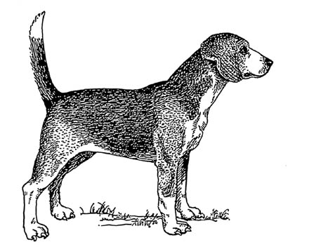 EXTINCT DOG BREEDS