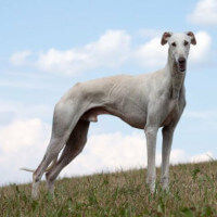 EXTINCT DOG BREEDS