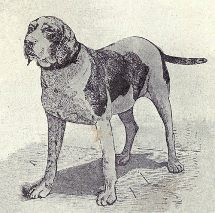 EXTINCT DOG BREEDS