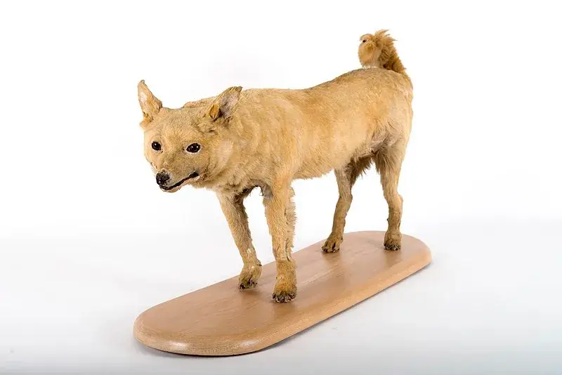 EXTINCT DOG BREEDS