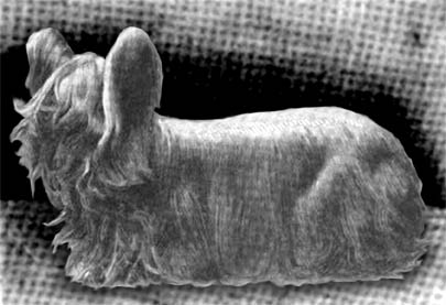 EXTINCT DOG BREEDS