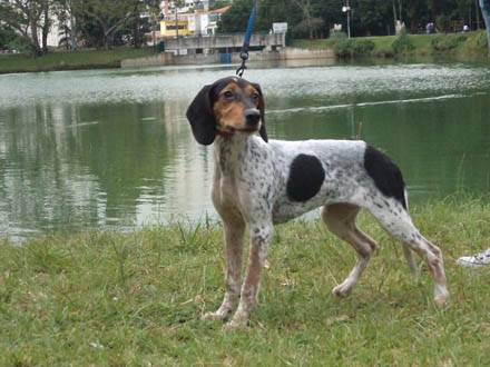 EXTINCT DOG BREEDS