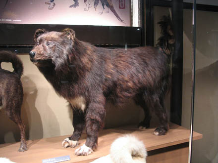EXTINCT DOG BREEDS