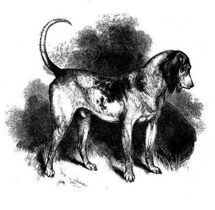 EXTINCT DOG BREEDS