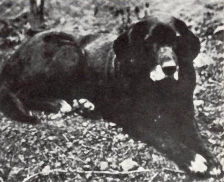 EXTINCT DOG BREEDS