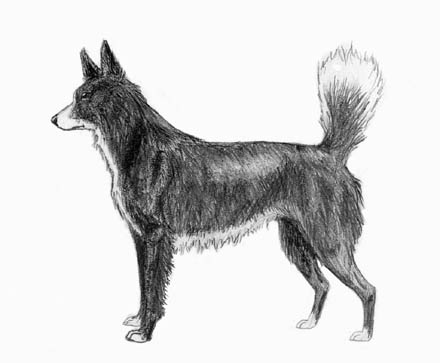 EXTINCT DOG BREEDS