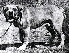 EXTINCT DOG BREEDS