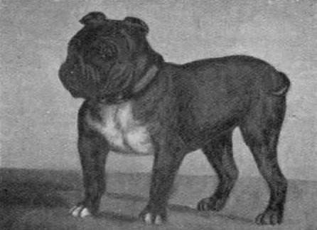 EXTINCT DOG BREEDS