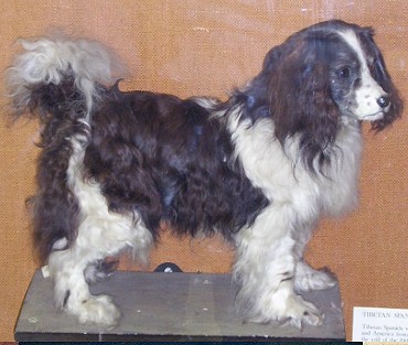 EXTINCT DOG BREEDS