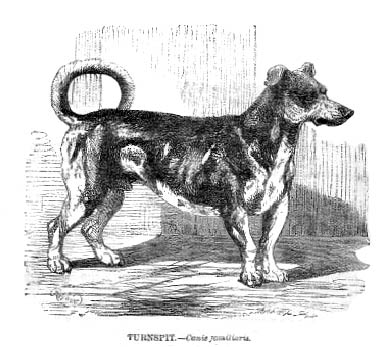 EXTINCT DOG BREEDS