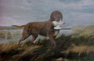 EXTINCT DOG BREEDS