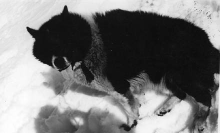 EXTINCT DOG BREEDS