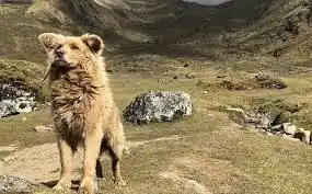 EXTINCT DOG BREEDS