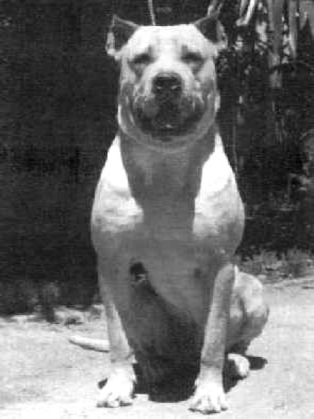 EXTINCT DOG BREEDS