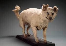 EXTINCT DOG BREEDS