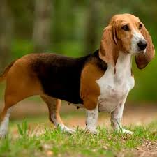 EXTINCT DOG BREEDS