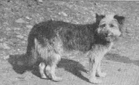 EXTINCT DOG BREEDS