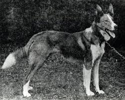 EXTINCT DOG BREEDS